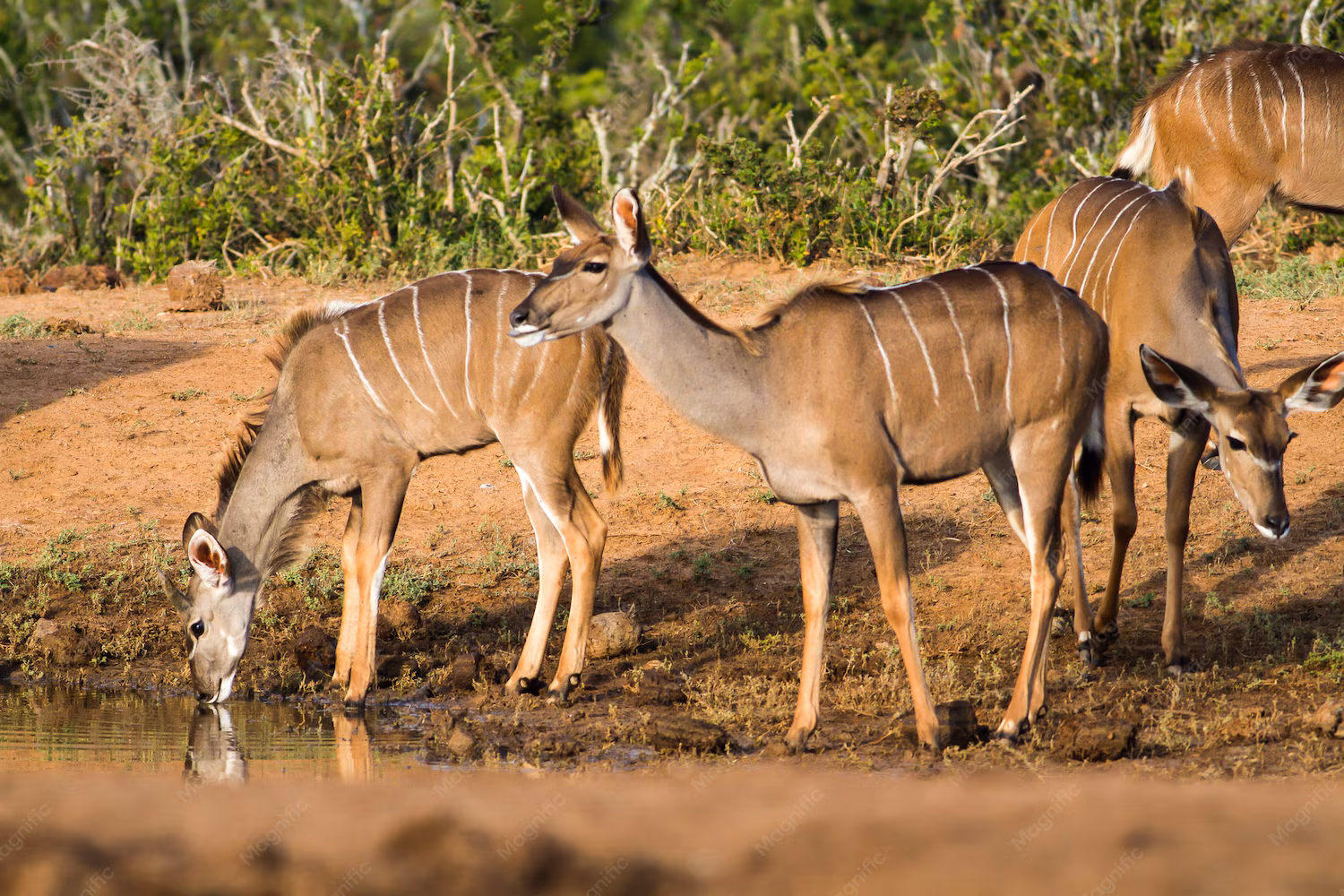 South Africa Packages