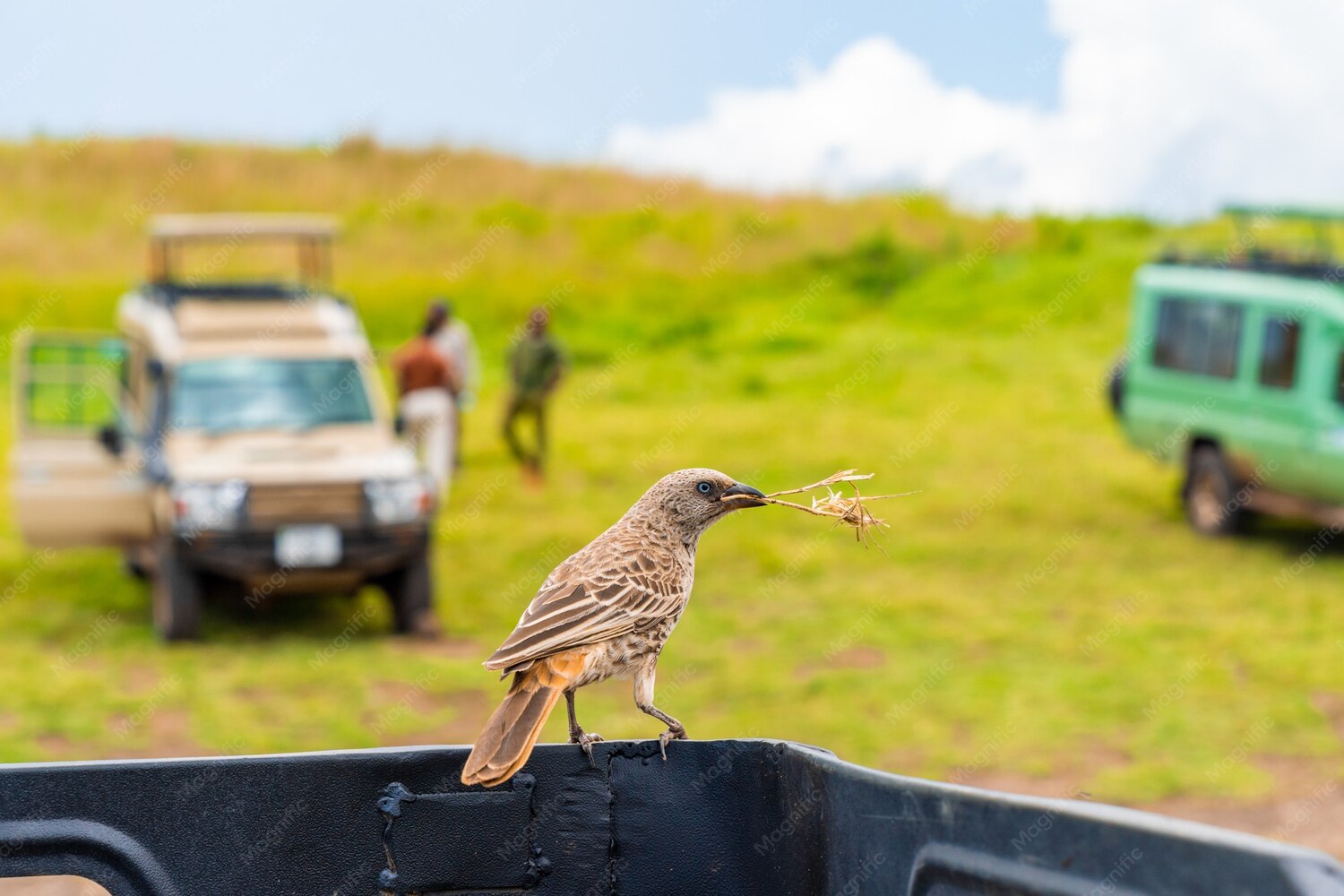 Uganda Safaris
