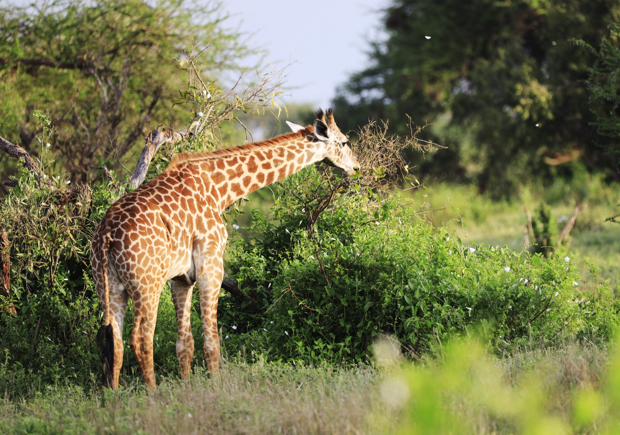 Tanzania Safaris